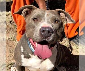 American Pit Bull Terrier Dogs for adoption in Hagerman, NM, USA