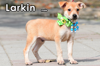 Medium Photo #1 Labrador Retriever-Unknown Mix Puppy For Sale in Seattle, WA, USA