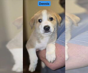 Great Pyrenees-Unknown Mix Dogs for adoption in Alexander, AR, USA