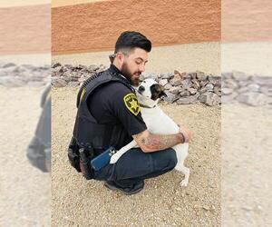 American Pit Bull Terrier-Unknown Mix Dogs for adoption in Globe, AZ, USA