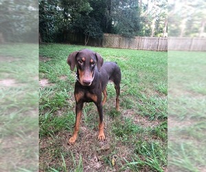 Doberman Pinscher Dogs for adoption in Tallahassee, FL, USA