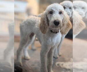 Golden Retriever-Unknown Mix Dogs for adoption in Bonita Springs, FL, USA