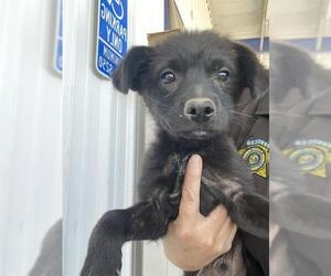 Labrador Retriever Dogs for adoption in Bakersfield, CA, USA