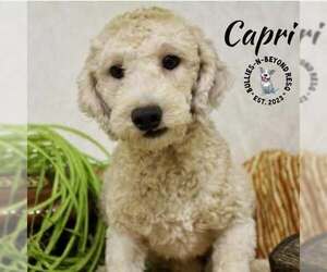 Poodle (Miniature) Dogs for adoption in Omaha, NE, USA