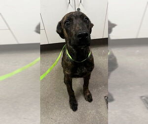 Mutt Dogs for adoption in HESPERIA, CA, USA