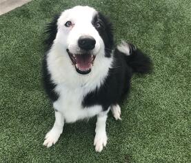 Border Collie Dogs for adoption in Grand Prairie, TX, USA