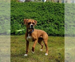 Boxer Dogs for adoption in Woodstock , GA, USA