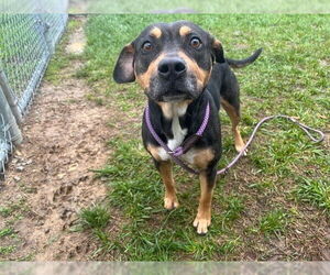 Pharaoh Hound-Unknown Mix Dogs for adoption in Louisville, KY, USA