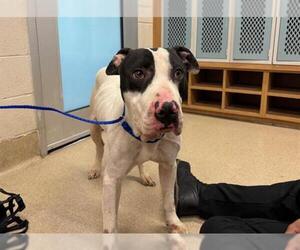 Medium Photo #2 American Staffordshire Terrier-Bull Terrier Mix Puppy For Sale in Grand Prairie, TX, USA