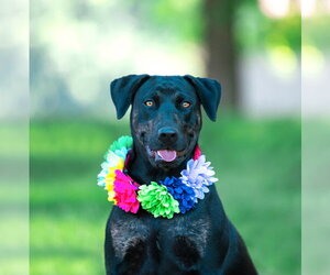 Labrador Retriever-Unknown Mix Dogs for adoption in Unionville, PA, USA