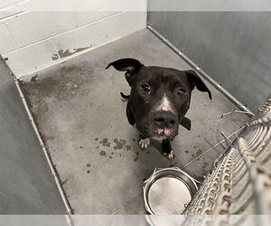 American Staffordshire Terrier-Unknown Mix Dogs for adoption in Tavares, FL, USA