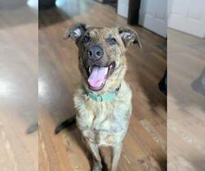Medium Photo #4 German Shepherd Dog-Unknown Mix Puppy For Sale in Lancaster, PA, USA