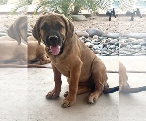 Mastiff Dogs for adoption in Goodyear, AZ, USA