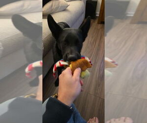 Labrador Retriever-Unknown Mix Dogs for adoption in Aurora, IN, USA