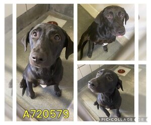 Labrador Retriever Dogs for adoption in San Antonio, TX, USA