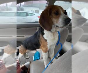 Beagle Dogs for adoption in NEWPORT NH, NH, USA