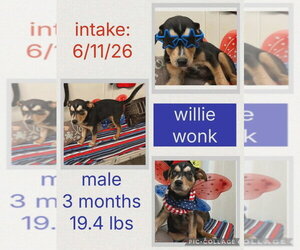 Rottweiler-Siberian Husky Mix Dogs for adoption in Aurora, IN, USA