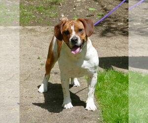 Beagle-Unknown Mix Dogs for adoption in Pittsburgh, PA, USA