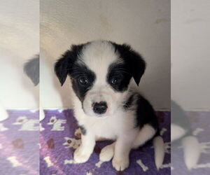 Borador Dogs for adoption in Bolivar, MO, USA