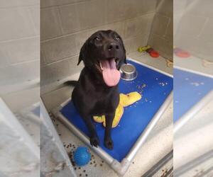 Labrador Retriever Dogs for adoption in Detroit Lakes, MN, USA