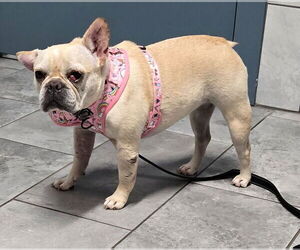 French Bulldog Dogs for adoption in San Antonio, TX, USA