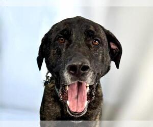 Great Dane-Unknown Mix Dogs for adoption in Fort Collins, CO, USA