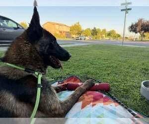 Mutt Dogs for adoption in Imlay City, MI, USA