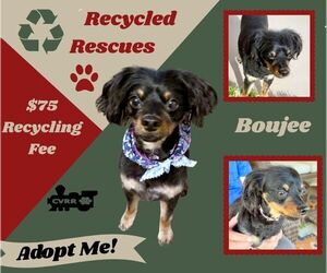Cavalier King Charles Spaniel-Unknown Mix Dogs for adoption in Lindsay, CA, USA