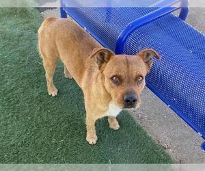 Cairn Terrier-Unknown Mix Dogs for adoption in HESPERIA, CA, USA