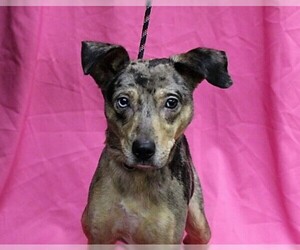 Catahoula Leopard Dog-Unknown Mix Dogs for adoption in Hughesville, MD, USA