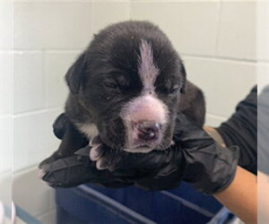 American Pit Bull Terrier-Unknown Mix Dogs for adoption in Corpus Christi, TX, USA