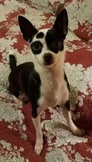 Chihuahua Dogs for adoption in Yakima, WA, USA