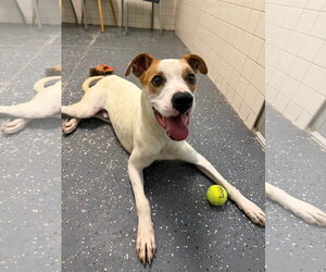 Boxer-Unknown Mix Dogs for adoption in NEWPORT NH, NH, USA
