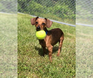 Dachshund Dogs for adoption in East Derry, NH, USA