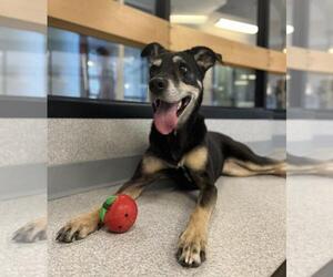 German Shepherd Dog-Unknown Mix Dogs for adoption in Toronto, Ontario, Canada