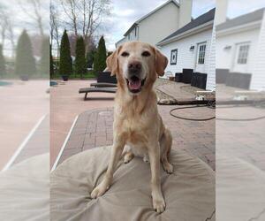 Labrador Retriever Dogs for adoption in Lewistown, PA, USA