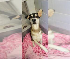 Huskies -Unknown Mix Dogs for adoption in San Antonio, TX, USA