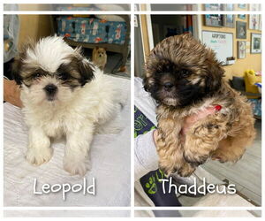 Shih Tzu Dogs for adoption in Benton, LA, USA
