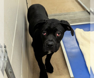 Mastiff-Unknown Mix Dogs for adoption in Princeton, MN, USA