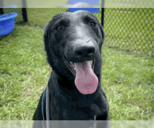 Mutt Dogs for adoption in Imlay City, MI, USA