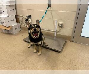 German Shepherd Dog-Unknown Mix Dogs for adoption in Grand Prairie, TX, USA