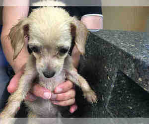 Toxirn Dogs for adoption in Orange, CA, USA