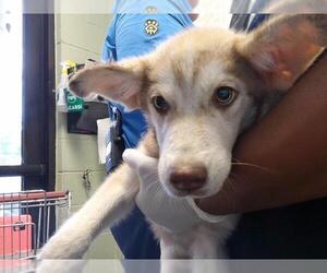 Siberian Husky-Unknown Mix Dogs for adoption in Tulsa, OK, USA