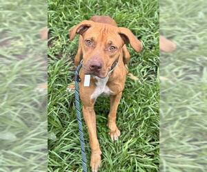 American Staffordshire Terrier Dogs for adoption in Fort Lauderdale, FL, USA