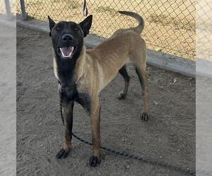 Mutt Dogs for adoption in Bakersfield, CA, USA