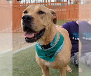 American Pit Bull Terrier-Unknown Mix Dogs for adoption in Las Vegas, NV, USA