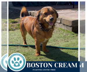 Mutt Dogs for adoption in Kimberton, PA, USA