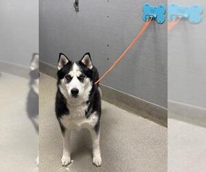 Siberian Husky-Unknown Mix Dogs for adoption in Las Vegas, NV, USA
