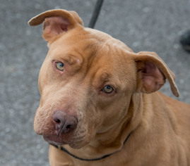 Medium Photo #1 American Pit Bull Terrier Puppy For Sale in Clarkesville, GA, USA