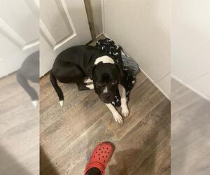 American Staffordshire Terrier-Unknown Mix Dogs for adoption in San Antonio, TX, USA